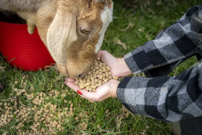 Goat Feed